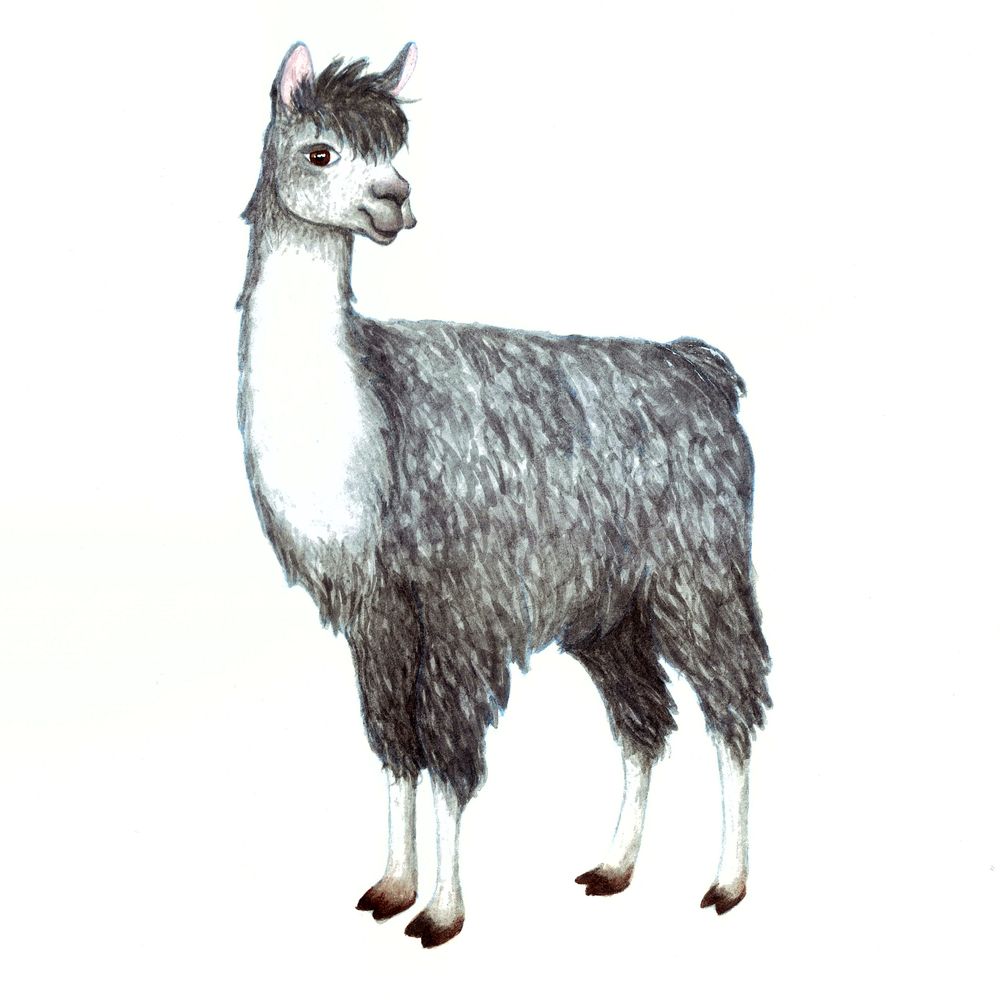 🩶 Silver Lining – Gray Llama | Watercolor Art Print 5x7"