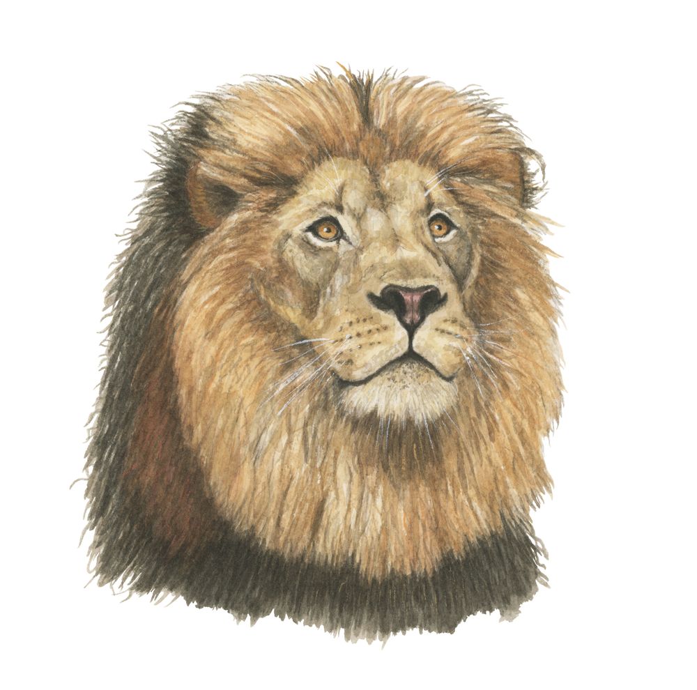The Mane Event – Lion Portrait | Watercolor Art Print 6x6"